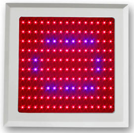 150w LED 식물은 야채 헛간과 식물 garde를 위한 가벼운 빨간 파란 스펙트럼을 성장합니다