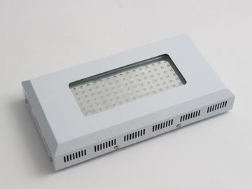 높은 조명 효과 LED 식물은 성장을 위한 가벼운 90w, 파랗고 및 빨강 LED 빛을 성장합니다