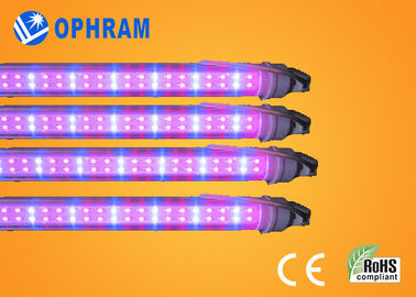 50Hz/60Hz 230V/240V 가득 차있는 스펙트럼은 LED 야채를 위한 빛을 성장합니다