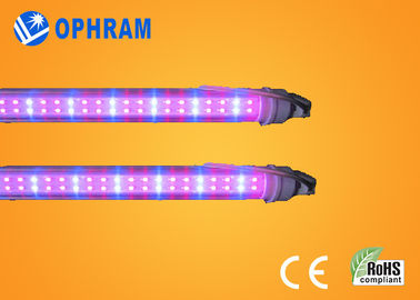 50Hz/60Hz 230V/240V 가득 차있는 스펙트럼은 LED 야채를 위한 빛을 성장합니다